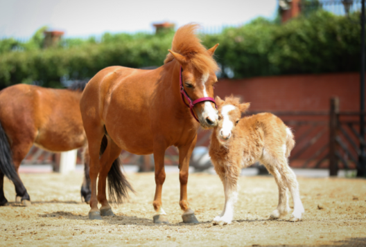 8000元一匹的迷你小马一夜爆火 矮马成为马年新晋的“网红萌宠”