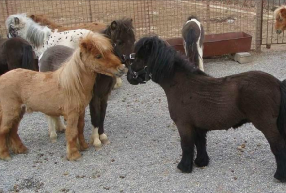 8000元一匹的迷你小马一夜爆火 矮马成为马年新晋的“网红萌宠”