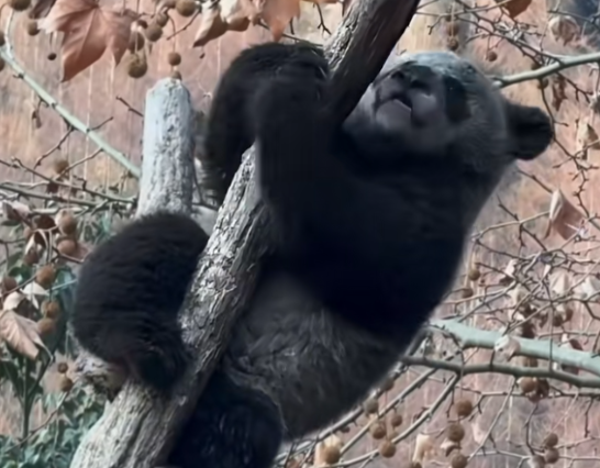 “全网最黑”大熊猫火出圈！“全网最黑”大熊猫引热议