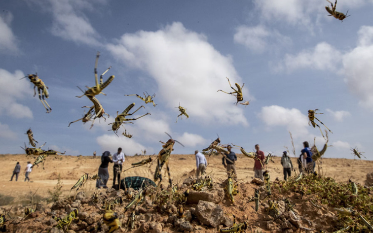 撒哈拉沙漠公路遭蝗群侵袭！撒哈拉沙漠公路现大规模蝗虫袭击路过汽车