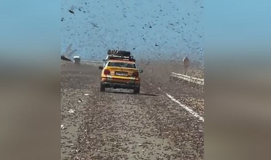 撒哈拉沙漠公路遭蝗群侵袭！撒哈拉沙漠公路现大规模蝗虫袭击路过汽车