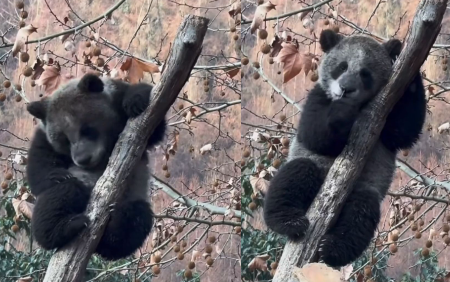 “全网最黑”大熊猫火出圈！“全网最黑”大熊猫引热议