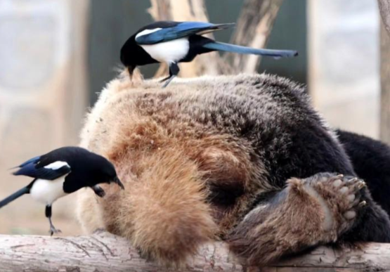 俩喜鹊从熊猫屁股上薅毛做窝 喜鹊每年3月繁殖期组团薅取熊猫“七仔”的毛发