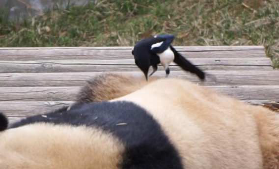 俩喜鹊从熊猫屁股上薅毛做窝 喜鹊每年3月繁殖期组团薅取熊猫“七仔”的毛发
