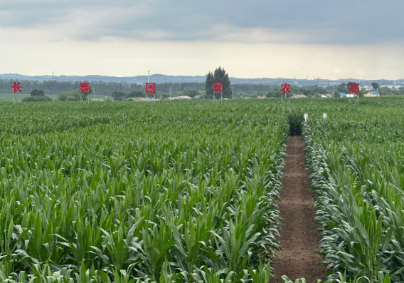 中国技术助力全球南方国家农业增产 许多南方国家加强与中国在农业技术等领域合作 中国技术助力全球南方国家农业增产 许多南方国家加强与中国在农业技术等领域合作