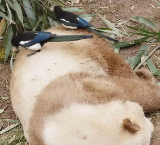 俩喜鹊从熊猫屁股上薅毛做窝 喜鹊每年3月繁殖期组团薅取熊猫“七仔”的毛发