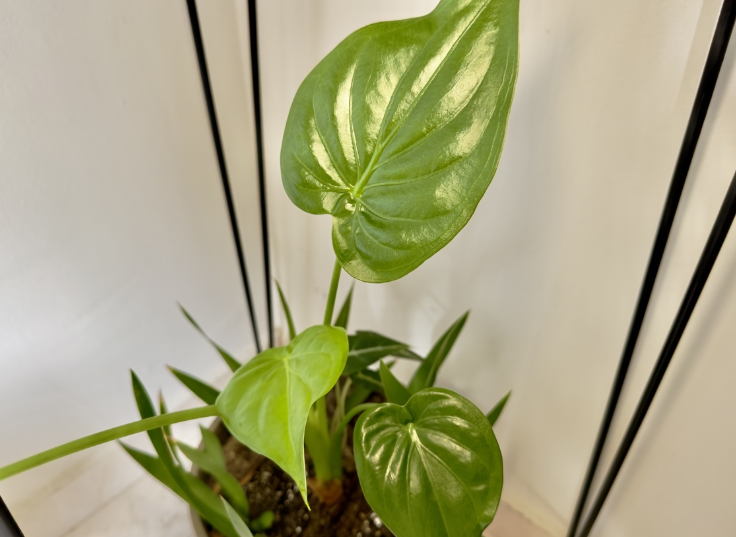 舔了一口家养绿植被紧急送医?2026年家里这些植物要当心 舔了一口家养绿植被紧急送医?2026年家里这些植物要当心