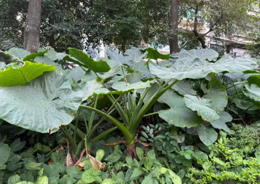 “舔了一口”家养绿植被紧急送医 家养绿植滴水观音有多危险 “舔了一口”家养绿植被紧急送医 家养绿植滴水观音有多危险