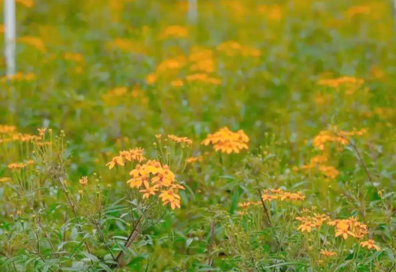 今天是第十三个世界野生动植物日 全球药用芳香植物面临严峻生存威胁