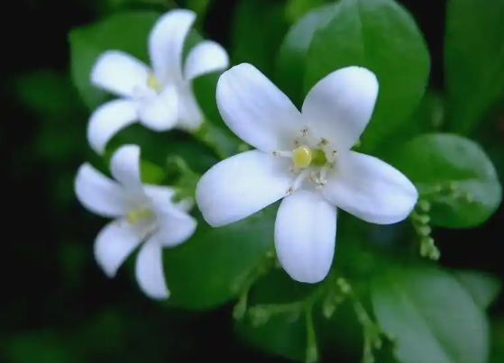 今天是第十三个世界野生动植物日 全球药用芳香植物面临严峻生存威胁