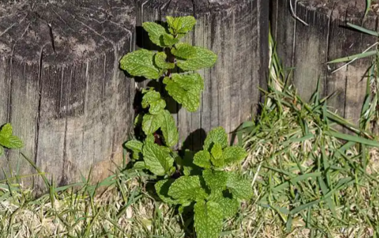 今天是第十三个世界野生动植物日 全球药用芳香植物面临严峻生存威胁