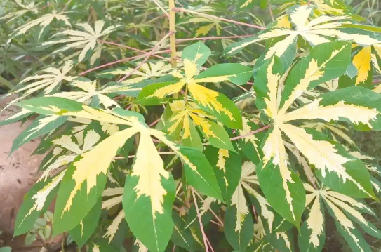 今天是第十三个世界野生动植物日 全球药用芳香植物面临严峻生存威胁