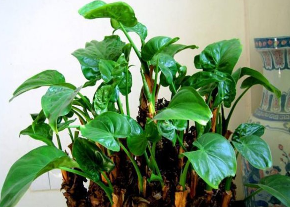 “舔了一口”家养绿植被紧急送医 家养绿植滴水观音有多危险 “舔了一口”家养绿植被紧急送医 家养绿植滴水观音有多危险