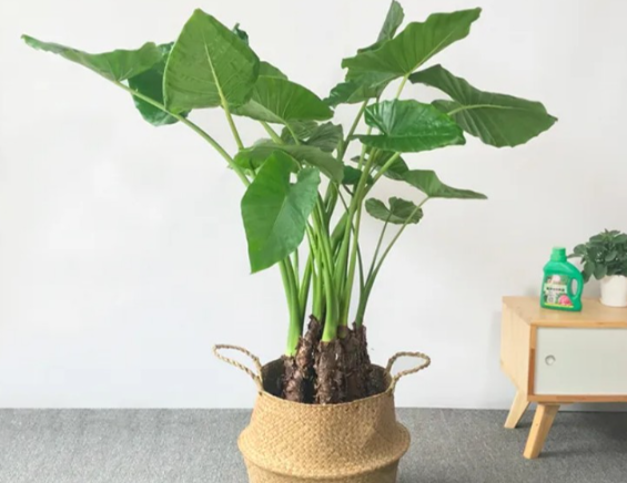 “舔了一口”家养绿植被紧急送医 家养绿植滴水观音有多危险 “舔了一口”家养绿植被紧急送医 家养绿植滴水观音有多危险