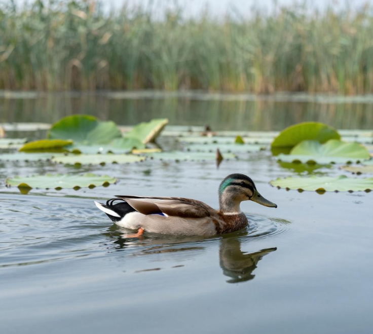 公园“放养”宠物鸭：一场关于放养的"文明测试"
