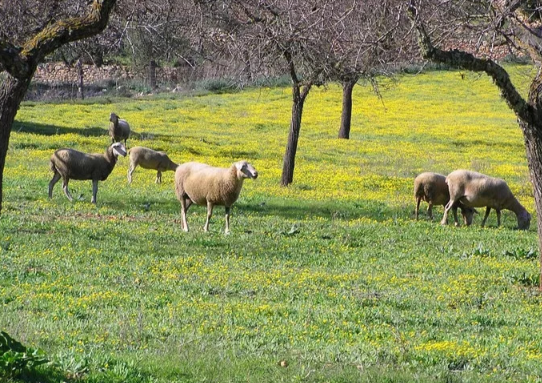 意大利10年期国债收益率上涨至3.51% 意大利2025年GDP增长0.5%