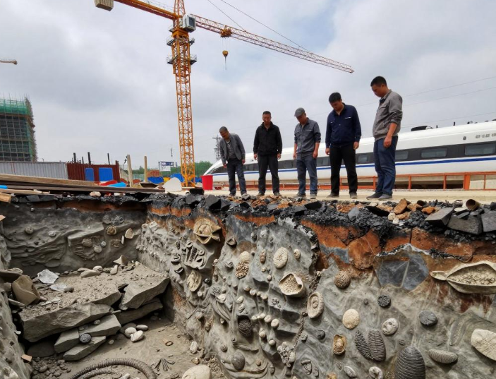 山东修高铁站挖出约5亿年前石海,山东石海是寒武纪石灰岩吗? 山东修高铁站挖出约5亿年前石海,山东石海是寒武纪石灰岩吗?