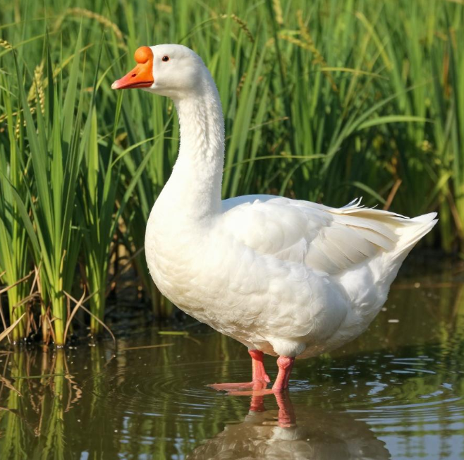 大白鹅“守摊过马路” 2026大白鹅饲养指南 大白鹅“守摊过马路” 2026大白鹅饲养指南