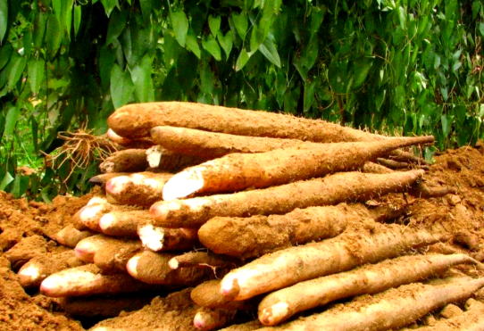 发芽的淮山能吃吗 老年人多吃淮山对身体有什么好处