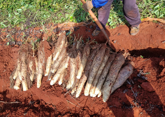 发芽的淮山能吃吗 老年人多吃淮山对身体有什么好处