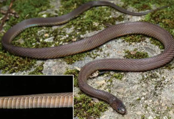 17岁男生发现新物种筷子蛇登上SCI 浙江临海发现新物种括苍山脊蛇