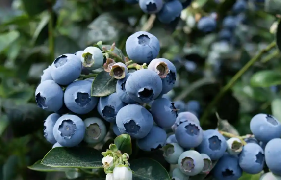 科普中国发文:不建议买超大蓝莓 蓝莓营养主要分布在果皮中