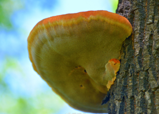 树舌灵芝的作用与功效有哪些 树舌灵芝的正确食用方法是什么