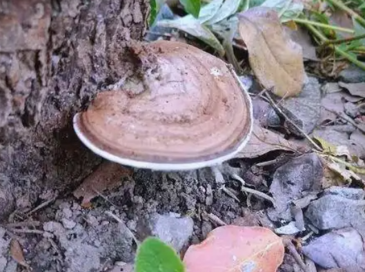树舌灵芝的作用与功效有哪些 树舌灵芝的正确食用方法是什么