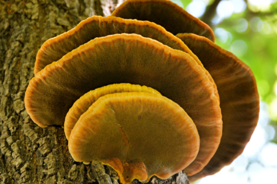 树舌灵芝的作用与功效有哪些 树舌灵芝的正确食用方法是什么