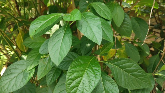 南非叶作用与功效有哪些 南非叶不能与哪些药材同时服用