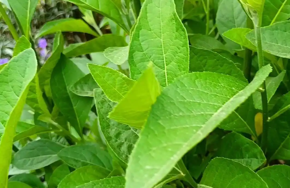 南非叶作用与功效有哪些 南非叶不能与哪些药材同时服用