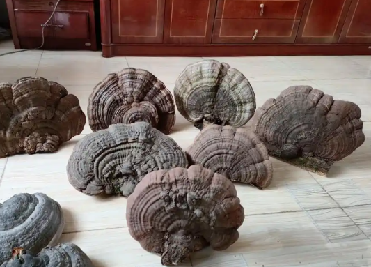 树舌灵芝的作用与功效有哪些 树舌灵芝的正确食用方法是什么