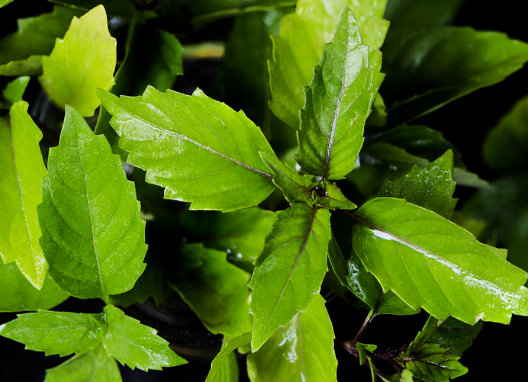 南非叶作用与功效有哪些 南非叶不能与哪些药材同时服用
