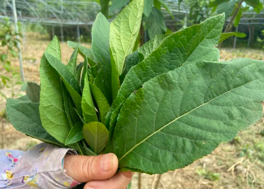 南非叶作用与功效有哪些 南非叶不能与哪些药材同时服用