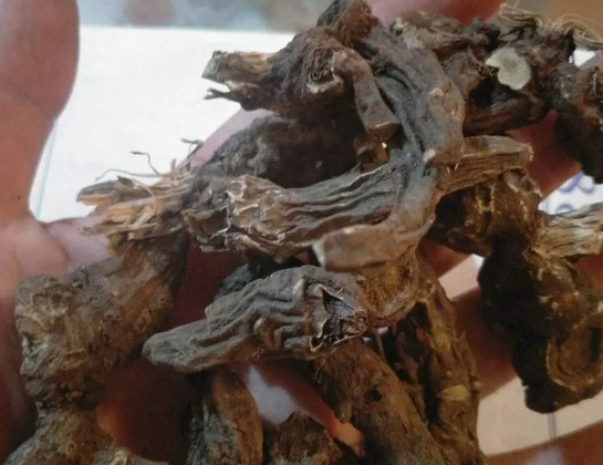 草乌的功效与作用有哪些 中药草乌如何安全正确的使用