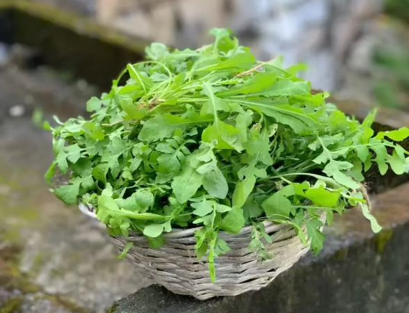 荠菜和豆腐可以一起吃吗?3月吃荠菜有哪些饮食禁忌?