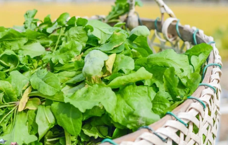 2026春季尝鲜别踩坑!食用野菜野花风险紧急预警