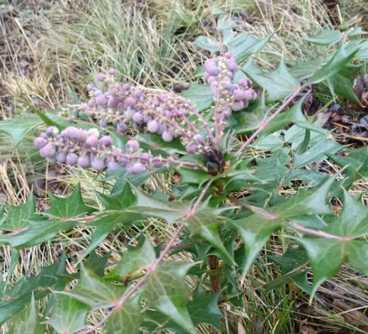 刺黄连的作用和功能主治有哪些 刺黄连与哪些药材搭配使用效果更好