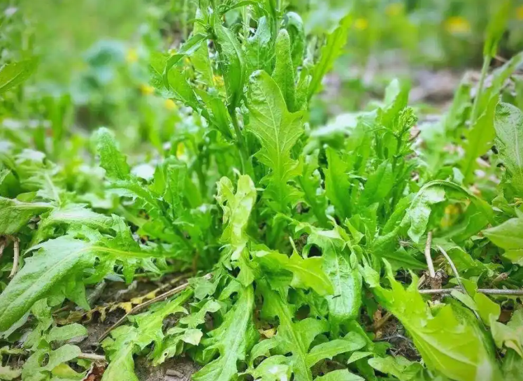 2026春季尝鲜别踩坑!食用野菜野花风险紧急预警