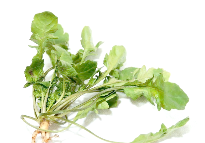 荠菜和豆腐可以一起吃吗?3月吃荠菜有哪些饮食禁忌?