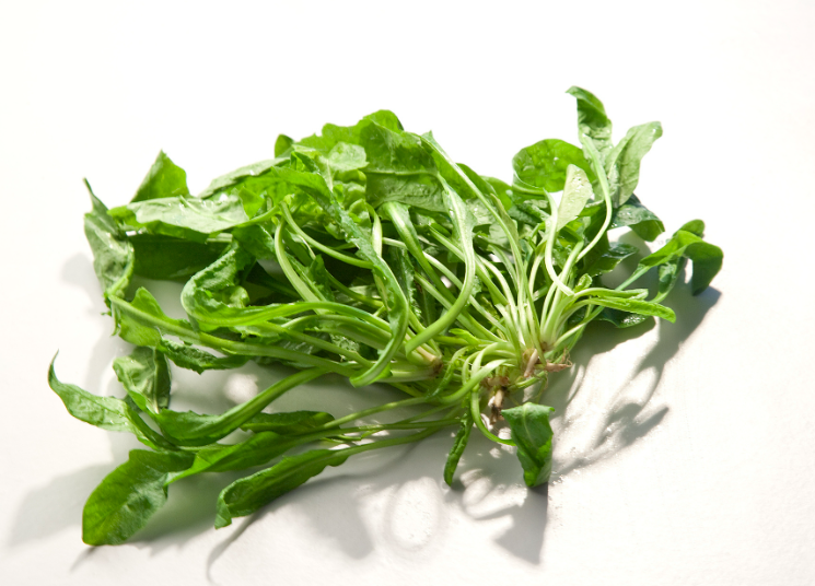 荠荠菜亲自采挖的可得认准了，2026这些都不是荠菜别挖错了!