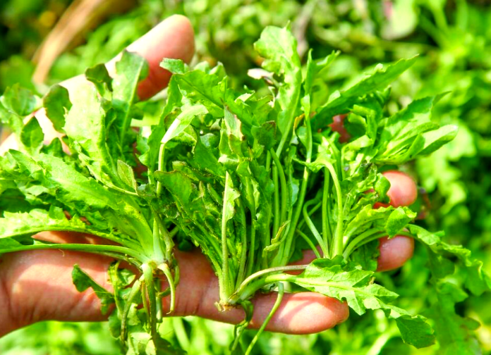 荠荠菜亲自采挖的可得认准了，2026这些都不是荠菜别挖错了!