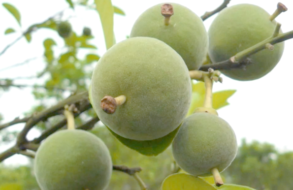 “化橘红”火了这个小果子有啥用 化橘红如何服用效果更好