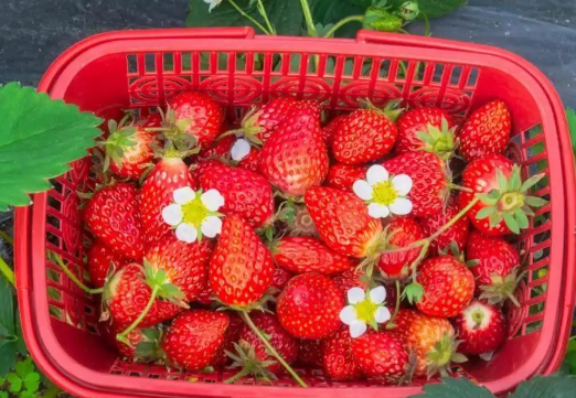 你怀念的“老草莓味”可能是个错觉 为什么现在的草莓味道不一样了 你怀念的“老草莓味”可能是个错觉 为什么现在的草莓味道不一样了