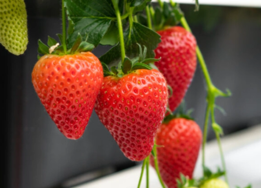 你怀念的“老草莓味”可能是个错觉 为什么现在的草莓味道不一样了 你怀念的“老草莓味”可能是个错觉 为什么现在的草莓味道不一样了