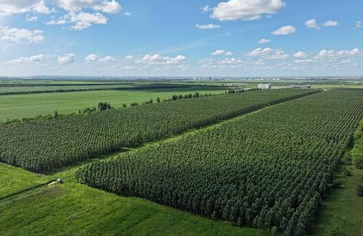 2025年我国林草产业总产值近11万亿元 2025年我国林草覆盖率超56%