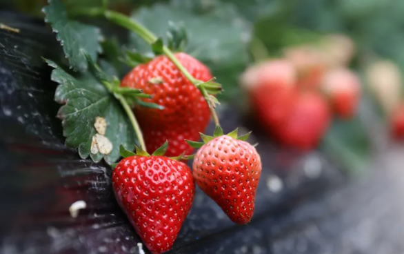 你怀念的“老草莓味”可能是个错觉 为什么现在的草莓味道不一样了 你怀念的“老草莓味”可能是个错觉 为什么现在的草莓味道不一样了