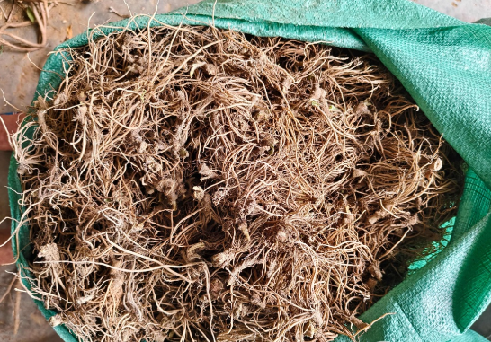 地胆草煲汤对身体有什么好处 地胆草不能与哪些药材一起使用