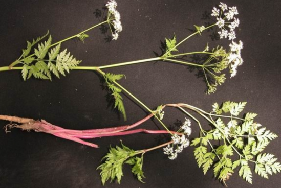 峨参的功效与作用有哪些 峨参怎么服用效果最好