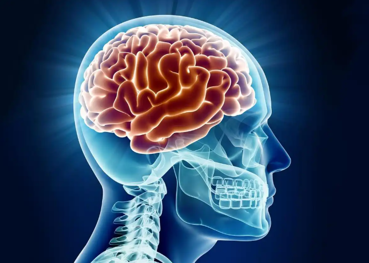 新研究发现大脑32岁才成年，为什么大脑的青春期会持续到32岁？